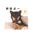 黒柴おこげの日常（個別スタンプ：8）