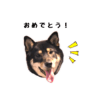 黒柴おこげの日常（個別スタンプ：10）