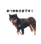 黒柴おこげの日常（個別スタンプ：12）