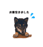 黒柴おこげの日常（個別スタンプ：13）