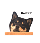 黒柴おこげの日常（個別スタンプ：14）