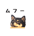 黒柴おこげの日常（個別スタンプ：15）