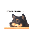 黒柴おこげの日常（個別スタンプ：16）