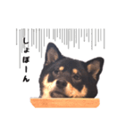 黒柴おこげの日常（個別スタンプ：17）