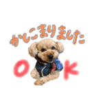 ふわふわトイプーの日常（個別スタンプ：3）