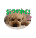 ふわふわトイプーの日常（個別スタンプ：7）