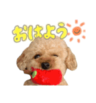 ふわふわトイプーの日常（個別スタンプ：8）