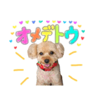ふわふわトイプーの日常（個別スタンプ：9）