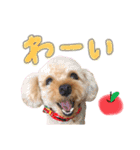 ふわふわトイプーの日常（個別スタンプ：10）
