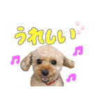 ふわふわトイプーの日常（個別スタンプ：16）