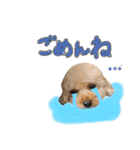 ふわふわトイプーの日常（個別スタンプ：20）