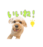 ふわふわトイプーの日常（個別スタンプ：21）
