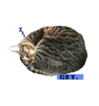 にゃんだって（個別スタンプ：5）