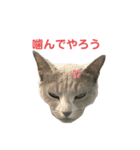 にゃんだって（個別スタンプ：6）