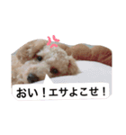 トイプーのぺろ君。（個別スタンプ：9）