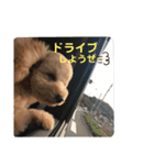 トイプーのぺろ君。（個別スタンプ：11）
