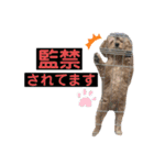 トイプーのぺろ君。（個別スタンプ：12）
