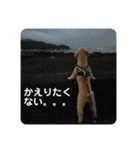 トイプーのぺろ君。（個別スタンプ：13）