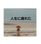 トイプーのぺろ君。（個別スタンプ：17）