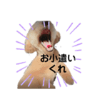 トイプーのぺろ君。（個別スタンプ：22）
