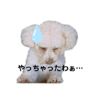 トイプーのぺろ君。（個別スタンプ：23）