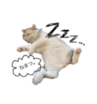 愉快なニャンず(=^x^=)（個別スタンプ：2）