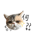 愉快なニャンず(=^x^=)（個別スタンプ：3）