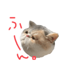 愉快なニャンず(=^x^=)（個別スタンプ：4）