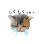 愉快なニャンず(=^x^=)（個別スタンプ：5）