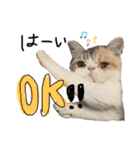 愉快なニャンず(=^x^=)（個別スタンプ：6）