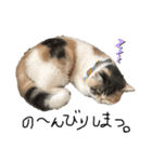 愉快なニャンず(=^x^=)（個別スタンプ：7）