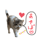 愉快なニャンず(=^x^=)（個別スタンプ：8）