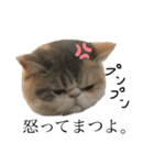 愉快なニャンず(=^x^=)（個別スタンプ：9）