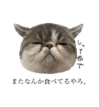 愉快なニャンず(=^x^=)（個別スタンプ：10）