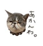 愉快なニャンず(=^x^=)（個別スタンプ：11）