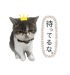 愉快なニャンず(=^x^=)（個別スタンプ：12）