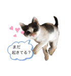愉快なニャンず(=^x^=)（個別スタンプ：13）