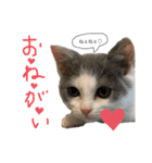 愉快なニャンず(=^x^=)（個別スタンプ：14）