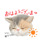 愉快なニャンず(=^x^=)（個別スタンプ：15）