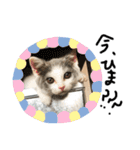 愉快なニャンず(=^x^=)（個別スタンプ：17）