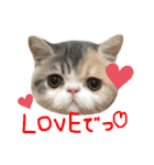 愉快なニャンず(=^x^=)（個別スタンプ：19）