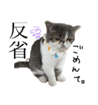 愉快なニャンず(=^x^=)（個別スタンプ：21）
