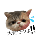 愉快なニャンず(=^x^=)（個別スタンプ：22）