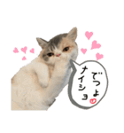 愉快なニャンず(=^x^=)（個別スタンプ：23）