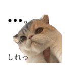 愉快なニャンず(=^x^=)（個別スタンプ：24）
