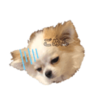 つくねはたべれません（個別スタンプ：5）