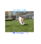 ぱぴぱぴパピヨン4（個別スタンプ：1）