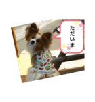 ぱぴぱぴパピヨン4（個別スタンプ：2）