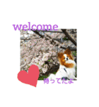 ぱぴぱぴパピヨン4（個別スタンプ：4）