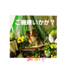 ぱぴぱぴパピヨン4（個別スタンプ：5）